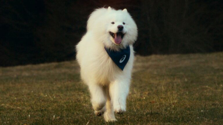 Najlepszy przyjaciel człowieka najlepiej motywuje do ruchu