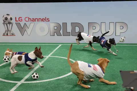 Piłkarskie emocje w psim wydaniu. „World Pup” łączy futbol z promocją adopcji zwierząt