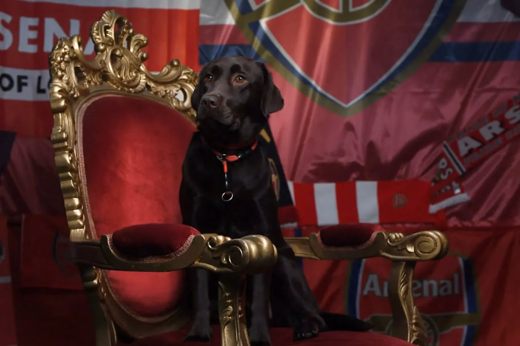 Win, czyli pies, który znowu towarzyszy Arsenalowi i… przyczynił się do sukcesów