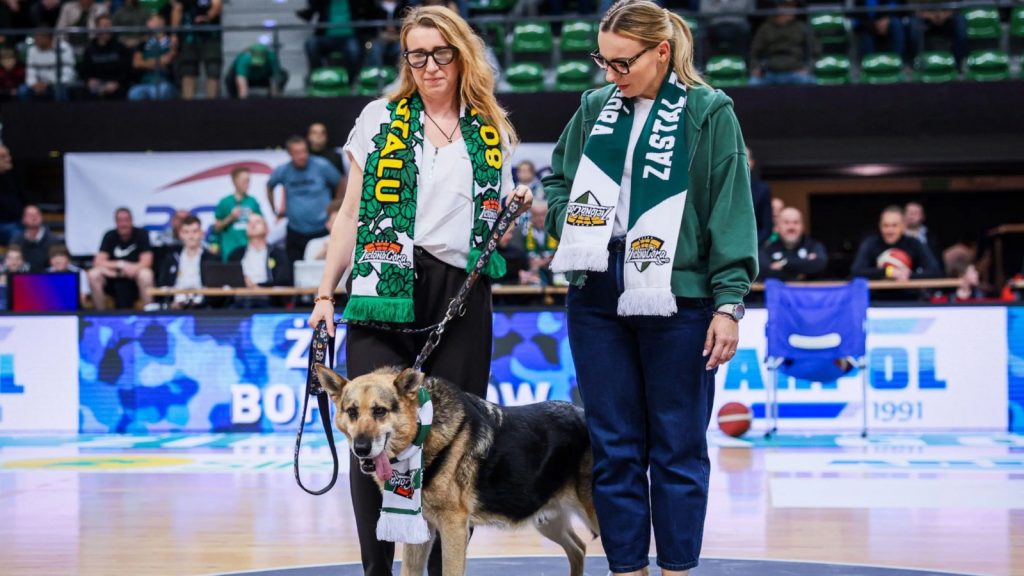 Misio szuka swojego bohatera. Czy wielkie serce i wsparcie Zastalu Zielona Góra przyniosą potrzebującemu psu wymarzony dom?